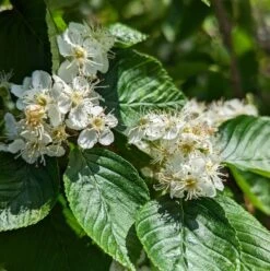 Erlenblättrige Eberesche `Red Bird´ Sorbus Alnifolia `Red Bird´ 6 Erlenblättrige Eberesche `Red Bird´ Sorbus Alnifolia `Red Bird´ -Baumwelt Verkaufsgeschäft red bird 2
