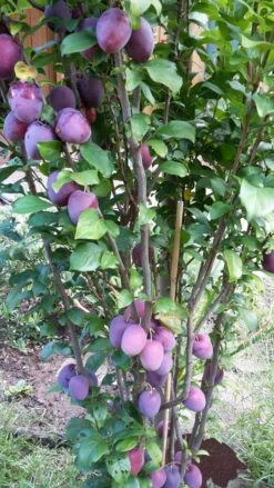 Rote Säulen-Mirabelle `Ruby´ Wurzelnackt Prunus Domestica Subsp. Syriaca `Ruby´ 6 Rote Säulen-Mirabelle `Ruby´ Wurzelnackt Prunus Domestica Subsp. Syriaca `Ruby´ -Baumwelt Verkaufsgeschäft ruby2a0Cx9InYDY0Pl