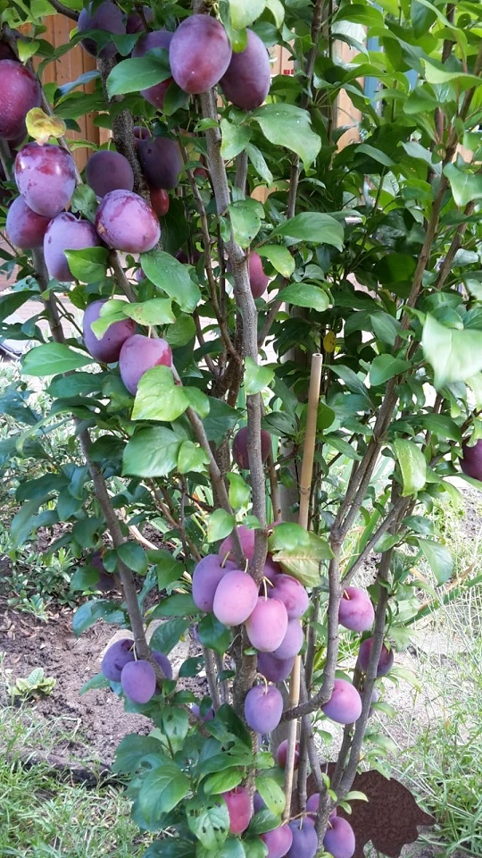 Rote Säulen-Mirabelle `Ruby´ Wurzelnackt Prunus Domestica Subsp. Syriaca `Ruby´ 3 Rote Säulen-Mirabelle `Ruby´ Wurzelnackt Prunus Domestica Subsp. Syriaca `Ruby´ – Bild 3