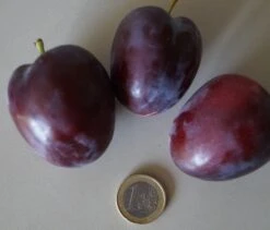 Baumwelt Verkaufsgeschäft -Baumwelt Verkaufsgeschäft ruby3