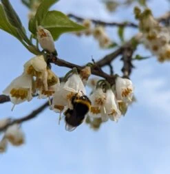 Schneeglöckchenbaum Halesia Carolina -Baumwelt Verkaufsgeschäft schneegl ck3
