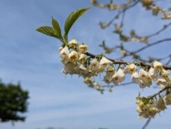 Schneeglöckchenbaum Halesia Carolina -Baumwelt Verkaufsgeschäft schneegl ckchenbaum2