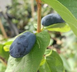 Baumwelt Verkaufsgeschäft -Baumwelt Verkaufsgeschäft sibirische Blaubeere frucht