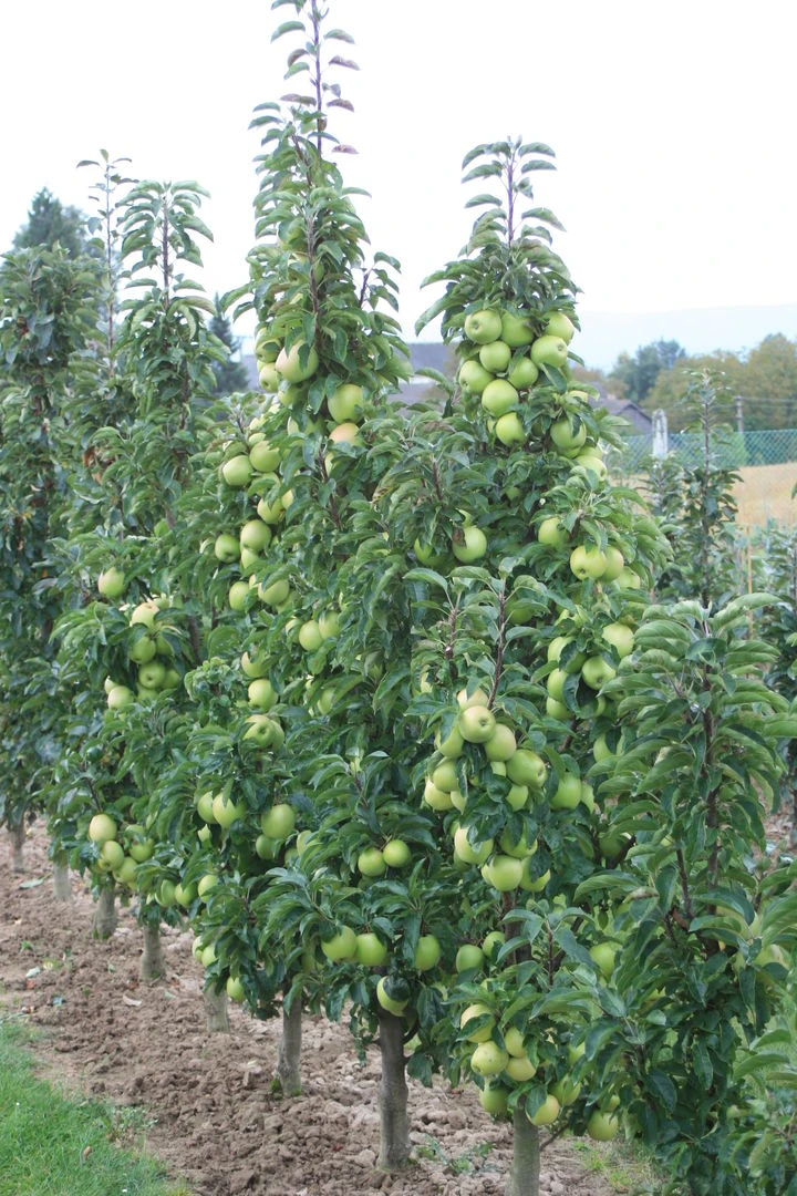 Sirius Ⓢ Malus Domestica `Sirius´ 2 Sirius Ⓢ Malus Domestica `Sirius´ – Bild 2