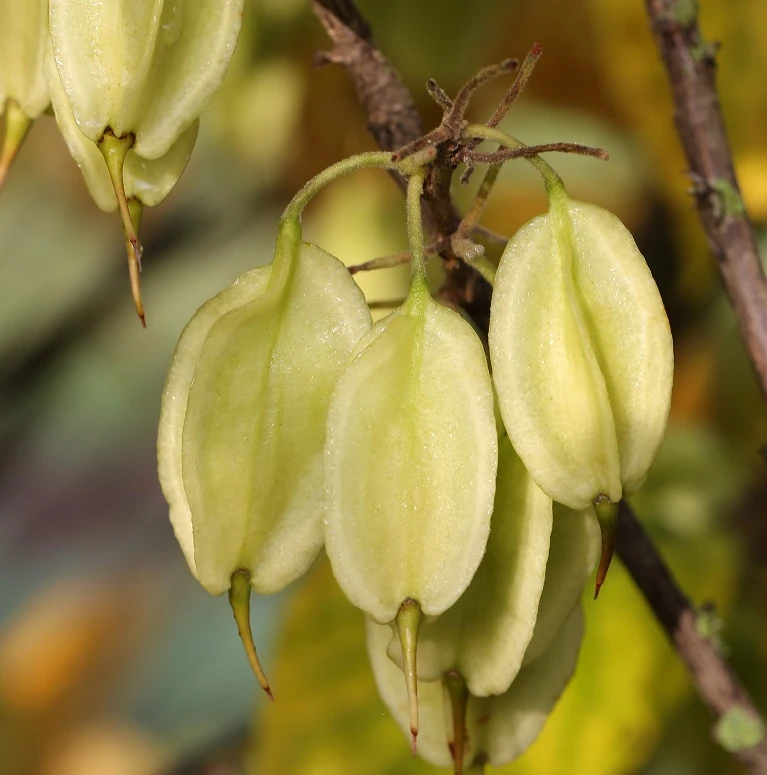 Kolchische Pimpernuss Staphylea Colchica 1 Kolchische Pimpernuss Staphylea Colchica