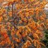 Sanddorn-Set - Kompakte Sorten (männlich&weiblich) Hippophae Rhamnoides -Baumwelt Verkaufsgeschäft titty