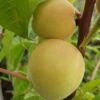 Honigpfirsich `Honeysun®´ Prunus Persica `Honeysun´ 8 Honigpfirsich `Honeysun®´ Prunus Persica `Honeysun´ -Baumwelt Verkaufsgeschäft zierpfirsich fruchtXZbYapVdmRotk