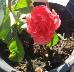 Zierquitte `Pink Storm´ Chaenomeles Japonica `Pink Storm´ 7 Zierquitte `Pink Storm´ Chaenomeles Japonica `Pink Storm´ -Baumwelt Verkaufsgeschäft zierquitte chaenomeles pink storm