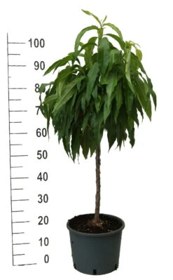 Zwergpfirsich `Bonanza´ Prunus Persica 7 Zwergpfirsich `Bonanza´ Prunus Persica -Baumwelt Verkaufsgeschäft zwergpfirsich weiss