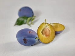 Haganta (S) Prunus Domestica `Haganta´ -Baumwelt Verkaufsgeschäft zwetschge haganta g