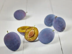 Hanita ® Prunus Domestica `Hanita -Baumwelt Verkaufsgeschäft zwetschge hanita g