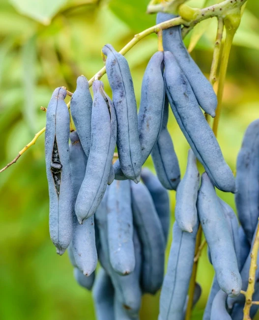 Baumwelt Verkaufsgeschäft -Baumwelt Verkaufsgeschäft BlauschotezeIhDPZS0tu5z